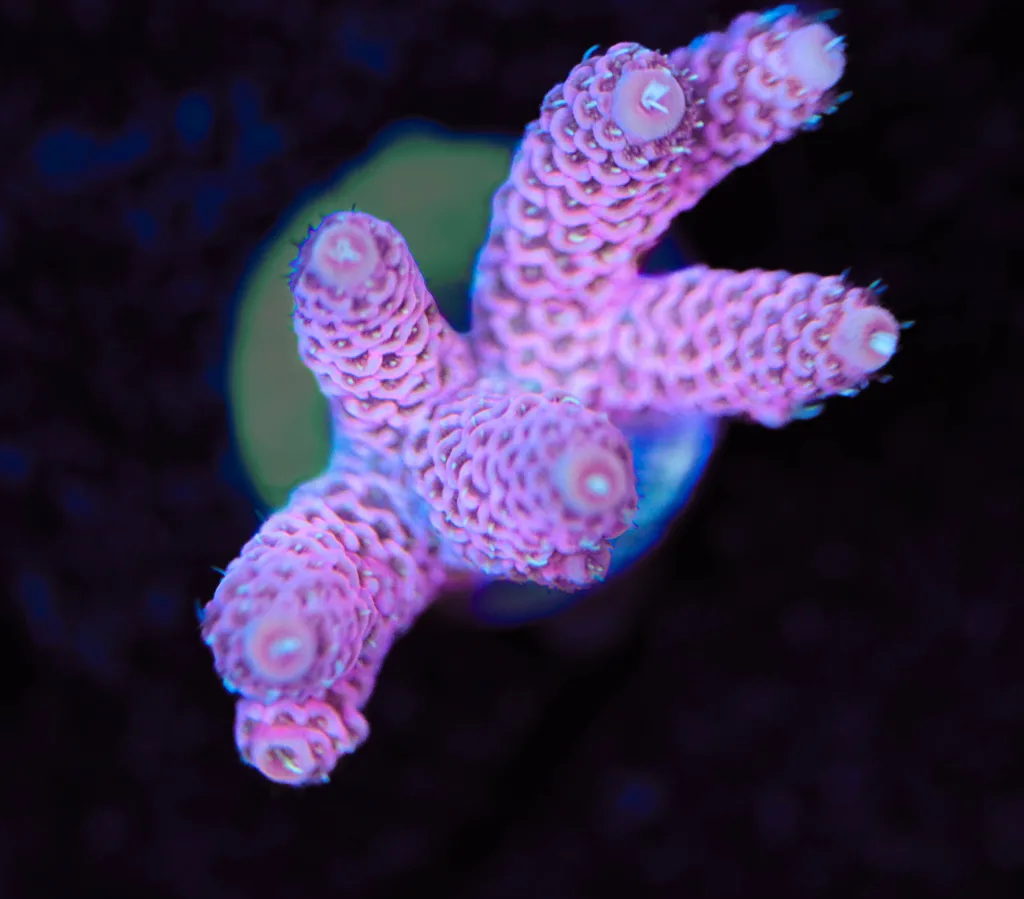 Frag Box Corals