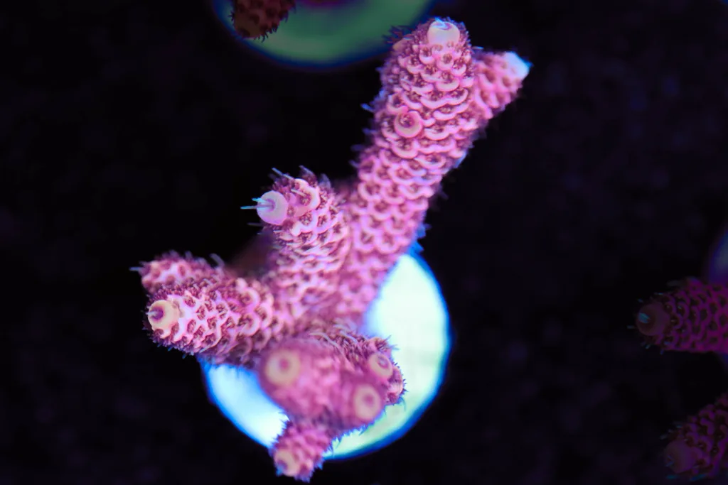 Frag Box Corals