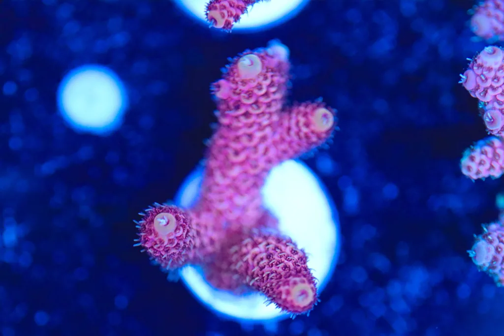 Frag Box Corals