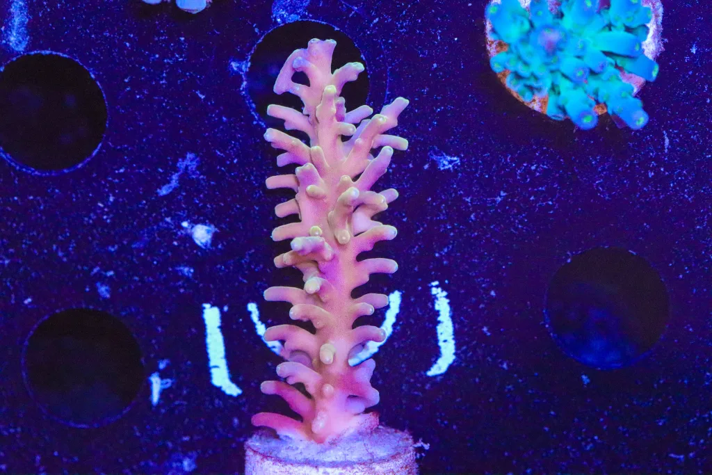 Frag Box Corals