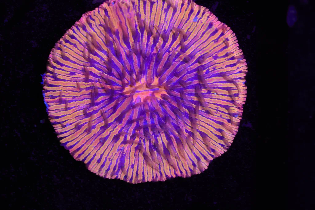 Frag Box Corals