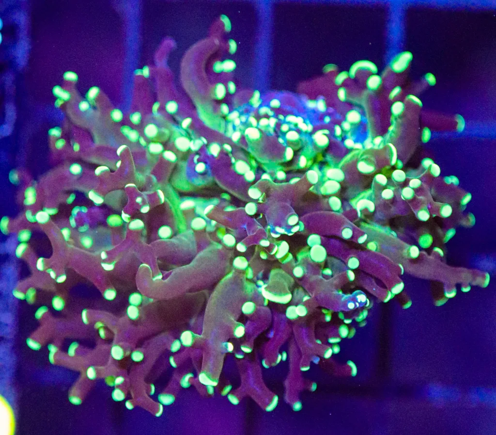Frag Box Corals