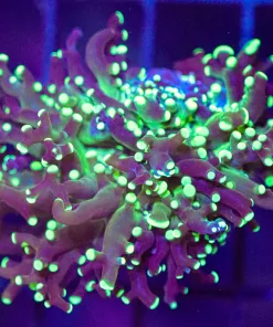 Wysiwyg Octospawn Coral (C14)