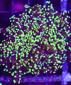 Wysiwyg Frogspawn Coral (C25)
