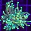 Wysiwyg Torch Coral (C28)