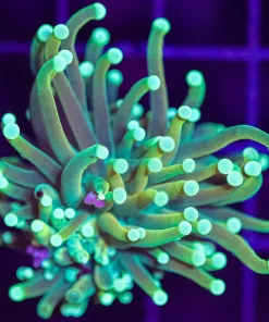 Wysiwyg Torch Coral  (C28)