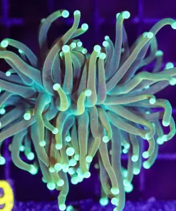 Wysiwyg  Torch Coral (C29)
