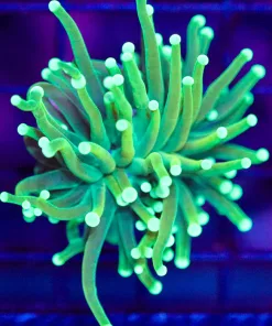 Small Torch Frag (C31)