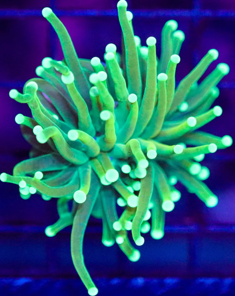 Frag Box Corals