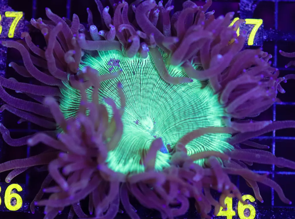Frag Box Corals