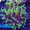 Wysiwyg Torch Coral (C40)