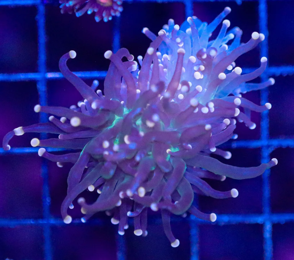 Frag Box Corals