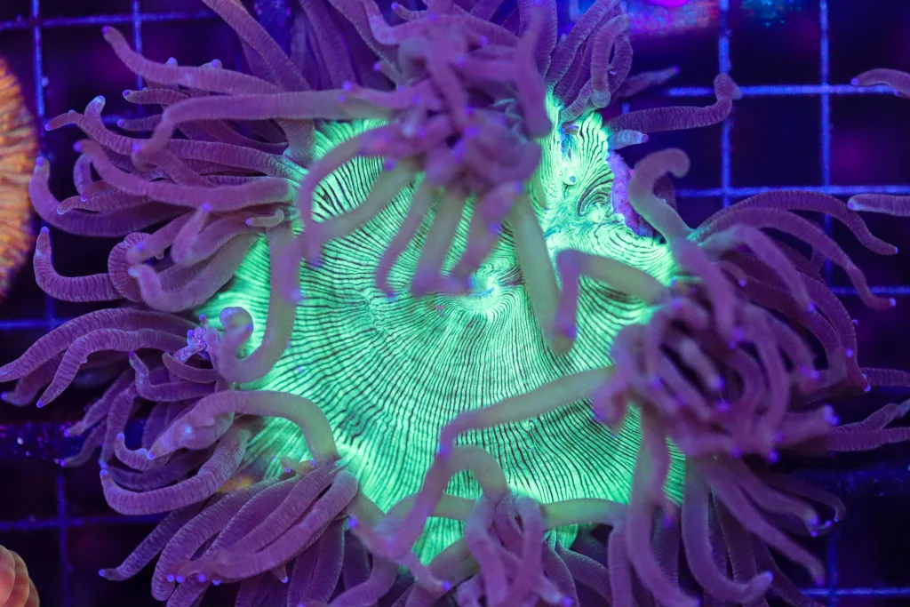 Frag Box Corals