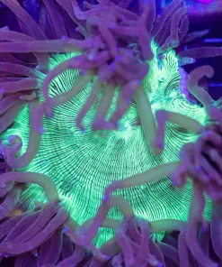 Wysiwyg Purple Tip Glowing Centre Elegance Coral (C46)