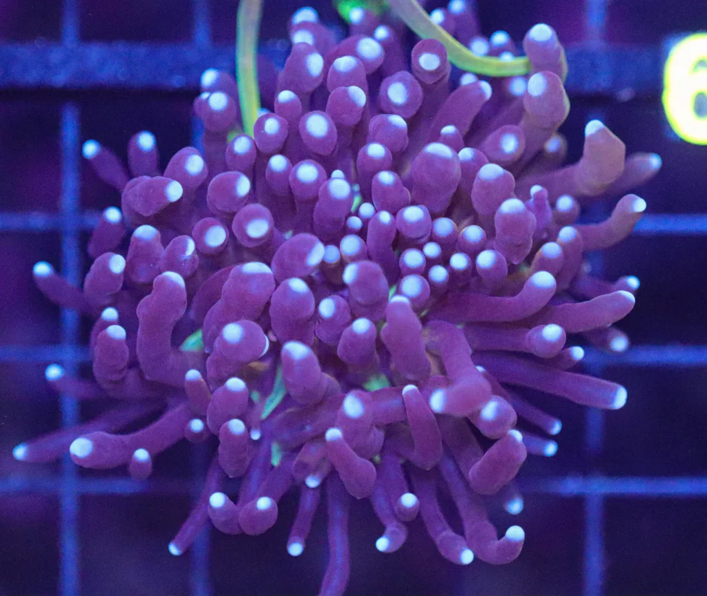 Frag Box Corals