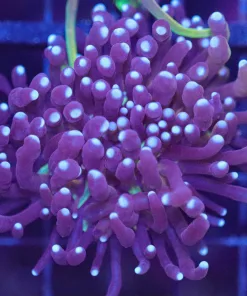 Wysiwyg Rasta Torch Coral (C49)