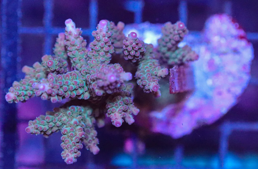 Frag Box Corals