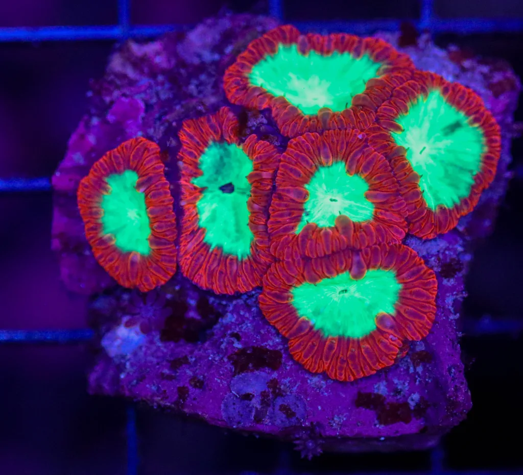Frag Box Corals