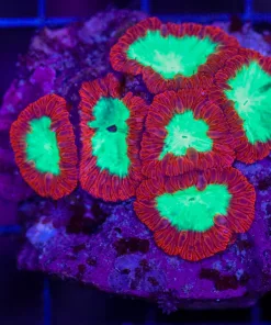 Wyswiyg Blastomussa Rock (C54)