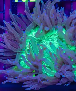 Wysiwyg Elegance Coral (C101)