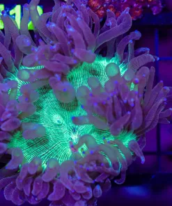Wysiwyg Elegance Coral (C111)