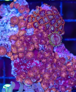 Wysiwyg Zoanthid Rock Colony (C112)