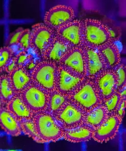 Wysiwyg Red Candy Apple Zoa Mini Colony (C139)