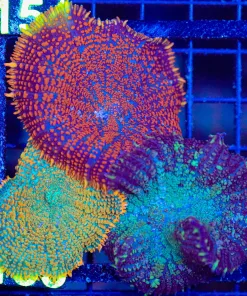 Wysiwyg Trio Rhodactis Mushroom (C153)