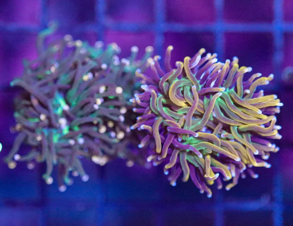 Frag Box Corals