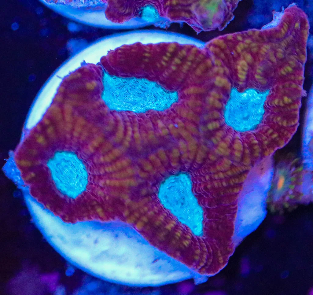 Frag Box Corals