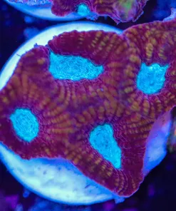 Deadpool Favia Frag (Z7)