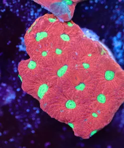 Candy Apple Favia Frag (Z10)