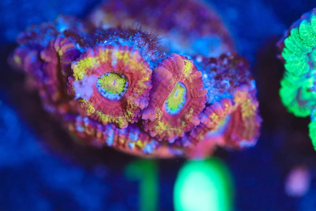 Frag Box Corals