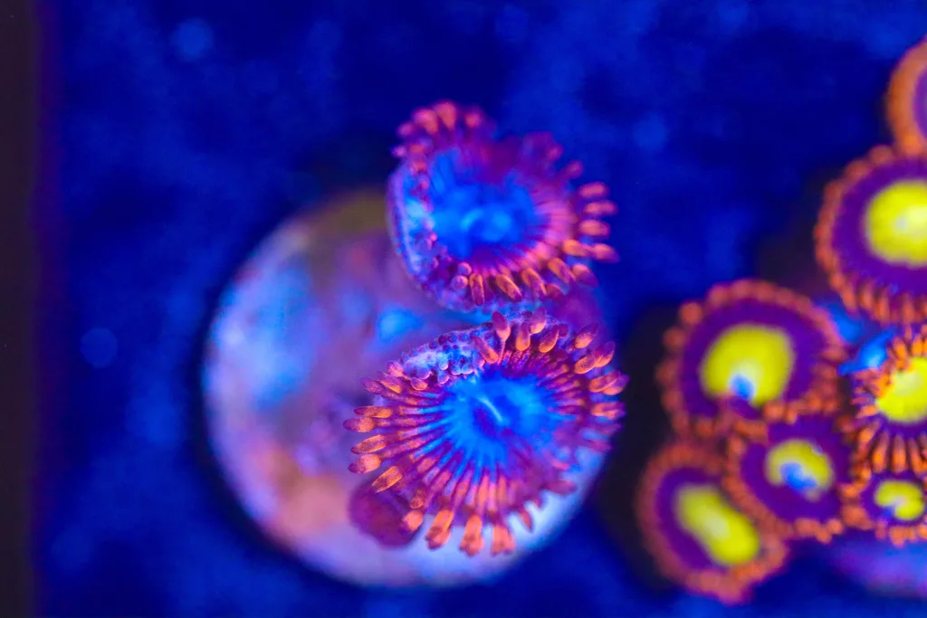 Frag Box Corals