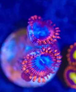 Wysiwyg Zoanthid Frag [F22]