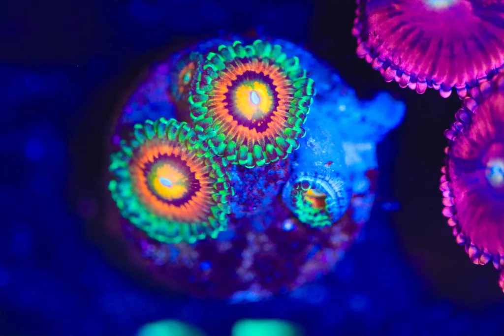 Frag Box Corals