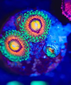 Wysiwyg 3x Rainbow Incinerator Zoa  Frag [F25]