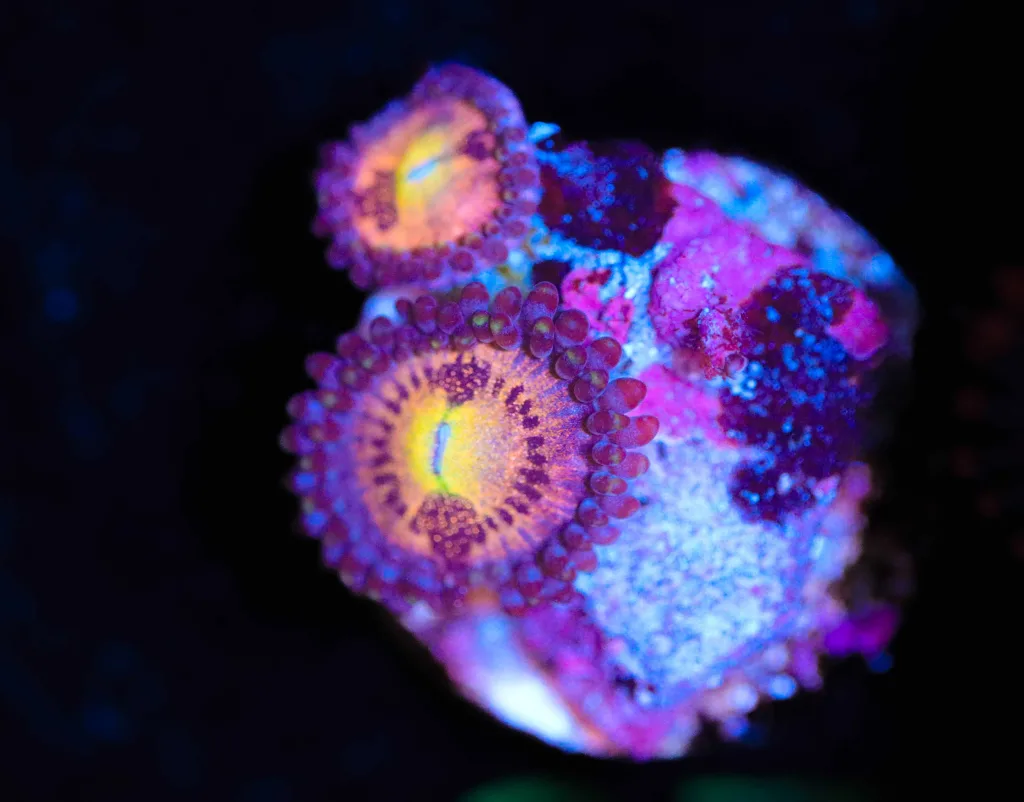 Frag Box Corals