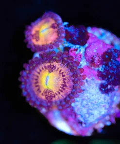 Wysiwyg Zoanthid Frag [F27]