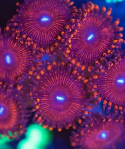Wysiwyg Large White Mouth Red Polyp Zoanthid Frag [F28]
