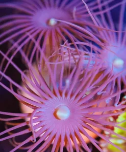 Wysiwyg Long Tentacle Zoa [F29]