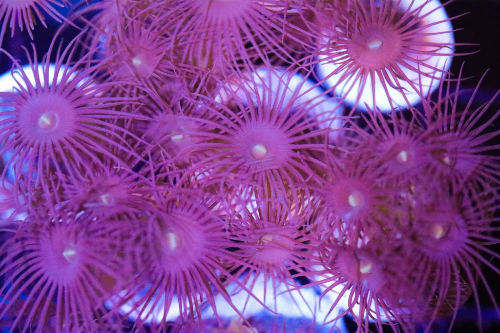 Frag Box Corals