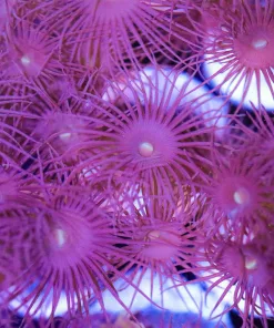 Long Tentacle Zoa Frag (Row #13)