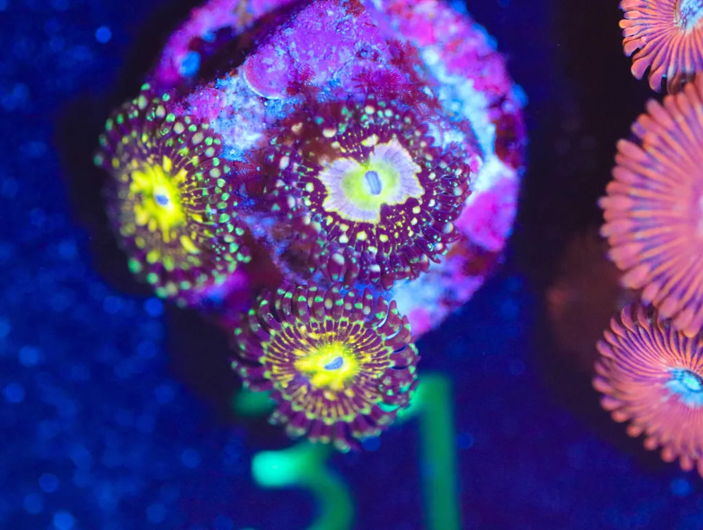 Frag Box Corals
