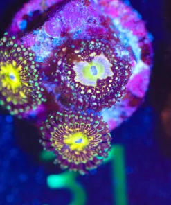 Wysiwyg 3x Golden Aztek Zoa Frag  [F31]