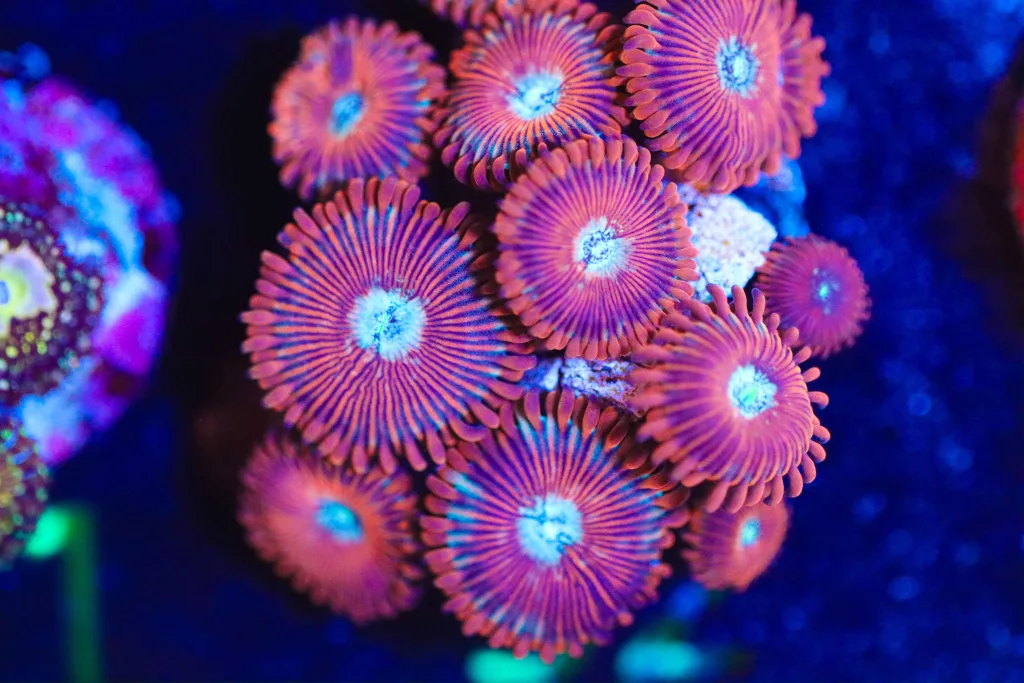 Frag Box Corals