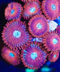 Wysiwyg Large Magician Zoanthid Frag [F32]