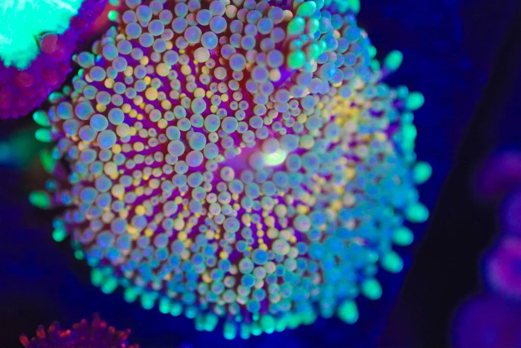 Frag Box Corals