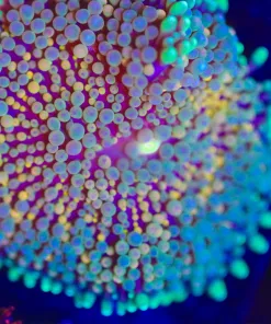 Wysiwyg Ricordea Mushroom Frag [F35]