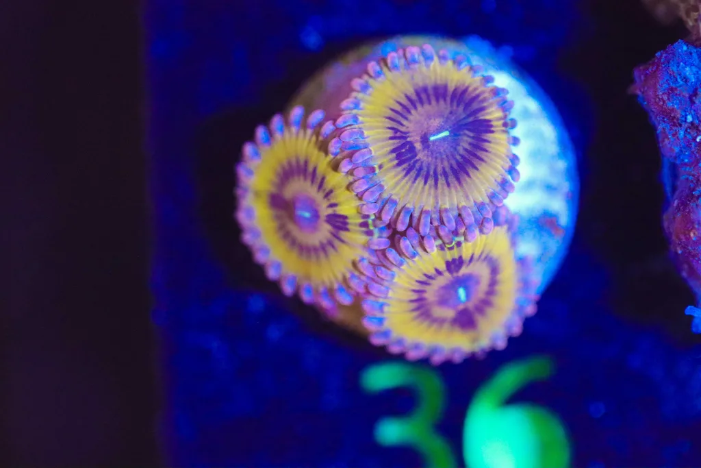 Frag Box Corals